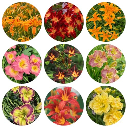 semillas de lirio de día - jardín cobertura del suelo cama elevada resistentes en decoración la sala estar Decoraciones jardín 60pcs
