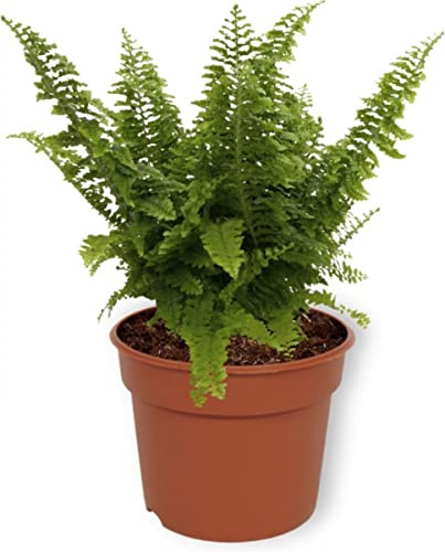 Nephrolepis Exaltata Helecho Natural para la Casa