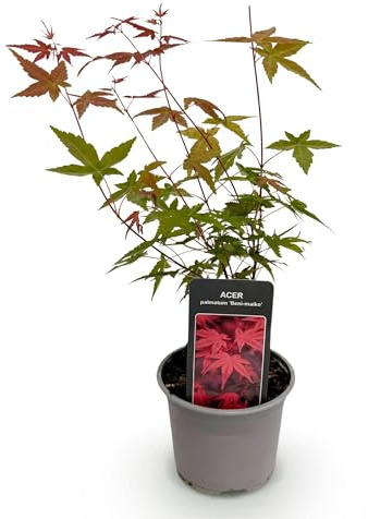 GreenboutiQ - Plante de Jardin - Acer palmatum Beni-maiko - Rouge - 1 Plante - Feuilles Caduques - Peu d'Entretien - Pot 12cm Hauteur 35cm