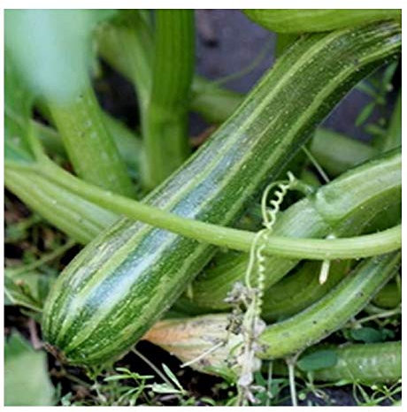 PREMIER SEEDS DIRECT - Italian COURGETTE - COCOZELLE DI Napoli - 20 Seeds (Organic)