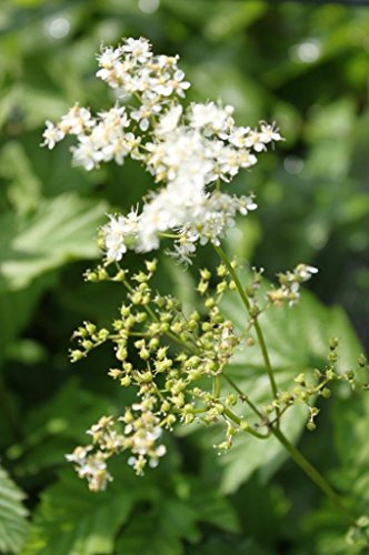 WASSERPFLANZEN WOLFF - 4er-Set im Gratis-Pflanzkorb - Filipendula ulmaria - winterhart - echtes Mädesüß - Wiesenkönigin, weiß - Landlust Pflanzentipp!