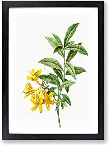 Yellow Azalea Flowers by Pierre-Joseph Redoute Framed Print | A2 Black Framed Wall Art | Ready to Hang | Modern Floral Picture | Living Room Bedroom Lounge Office