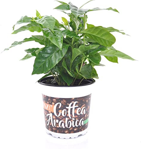 DECOALIVE Planta del Café Que Purifica el Aire y Ayuda a Decorar el Hogar Planta Natural de Interior