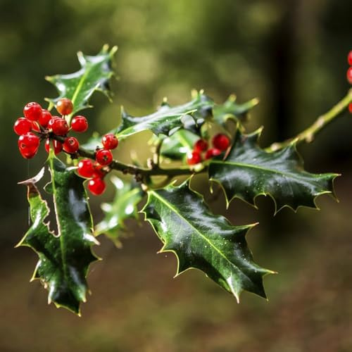 stechpalme balkonpflanzen grünpflanzen exotische Heilpflanzen heckenpflanzen Bergpflanzung Seltene Serie blühende sträucher winterhart 100samen