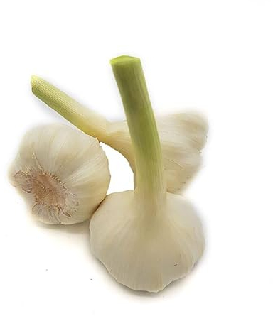 Pflanzknoblauch White Casablanca, Knoblauchzwiebel (3 Stück) für Frühjahr und Herbst