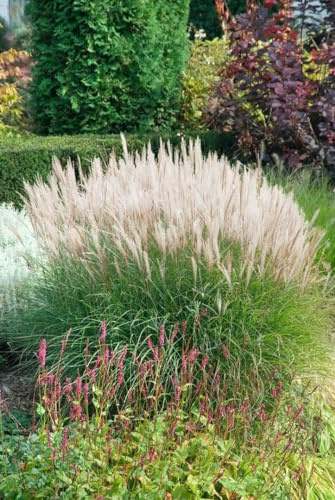 Miscanthus sinensis 'Sarabande' 11x11 cm Topf – Winterhart, Mehrjährig, Pflegeleicht – Chinaschilf – Ziergras für Beet & Kübel