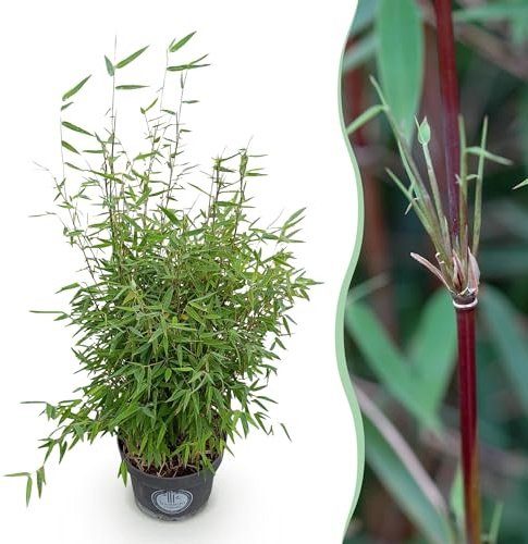 Graminées - Fargesia nitida Red Dragon - Non invasif Bambou - Feuillage persistant - 70-80cm - Ø23cm - Plante de jardin