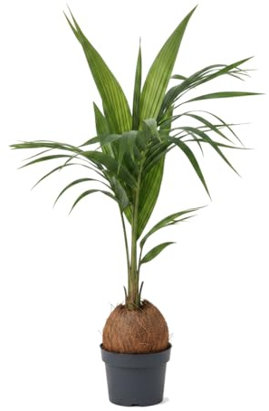 Cocos Nucifera Palmera de Cocos en Maceta 19 cm Altura 130 cm DECOALIVE Planta Exótica para Decoración Interior