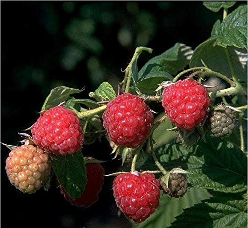 Himbo Top, herbsttragende Himbeere, ca. 40-60cm, im Top