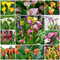 Bulbos De Cala Resistentes Flores BalcóN Plantas ExóTicas Lirio De Cala Plantas De BalcóN Bulbo De Cala Bulbo De Flores De BalcóN Plantas Resistentes Mezcla De Flores 10 Bulbos De Flores Cala