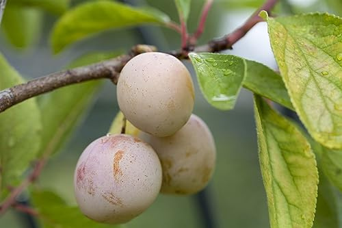 Zwergobstbaum Malus Pyrus Prunus 40 cm Stammhöhe winterhart Balkon | Kompakter Wuchs, ideal für Kübel, sonniger Standort, ertragreich, robust, leichte Pflege, dekorative Blüten und Früchte