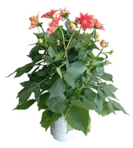 Planta de Dalia Natural Dahlia en Maceta con Flores de Colores Vivos