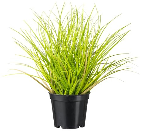CREATIV green künstliches Gras im Topf 24cm I naturgetreues künstliches Dekogras für innen I Ziergras für Innen I hochwertige & dekorative Dekopflanze I Kunstpflanze im Topf