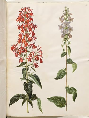 XcBAIHOUD Vintage Famous Art Minimalist Prints Lobelia Cardinalis Campanula Latifolia by Hans Simon Holtzbecker Art Canvas Murals for Office Decor 60x90cm