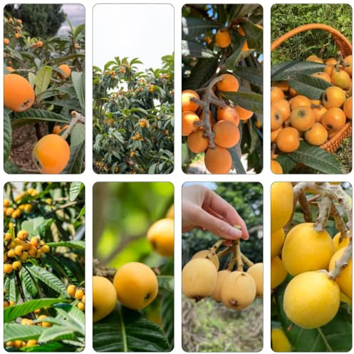 wollmispel bonsai bäumchen kaufen pflanzendeko säulenobstbäume zimmerpflanze biosaatgut pflanztöpfe steingartenpflanzen winterhart obstsamen balkon garten winterharte kübelpflanzen 3samen