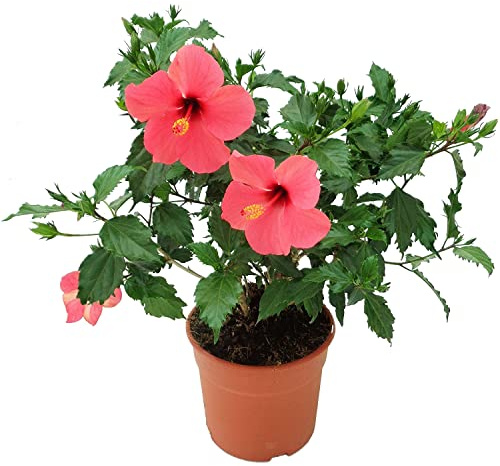 Árbol Natural - Hibiscus - Planta con Grandes Flores de Colores