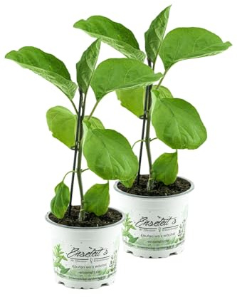 2er Set Aubergine Pflanze (Solanum melongena)