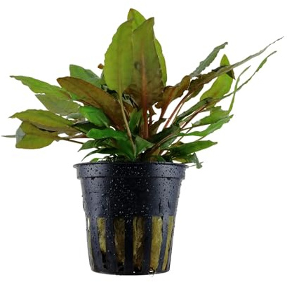 Tropica Cryptocoryne wendtii (Crypt Bronze)