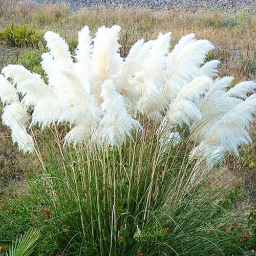 Set 2 Pampas Grass Plants Live Fully Rooted Pruned 5 to 9 Inches Tall, Ornamental Grasses Live Plants Perennial for Planting (White Pampas Grass)