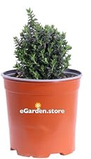 eGarden.store Pianta di Teucrium X Lucidrys pianta da esterno cespuglio ibrido di Teucrium ornamentale fiore lilla pianta vera venduta