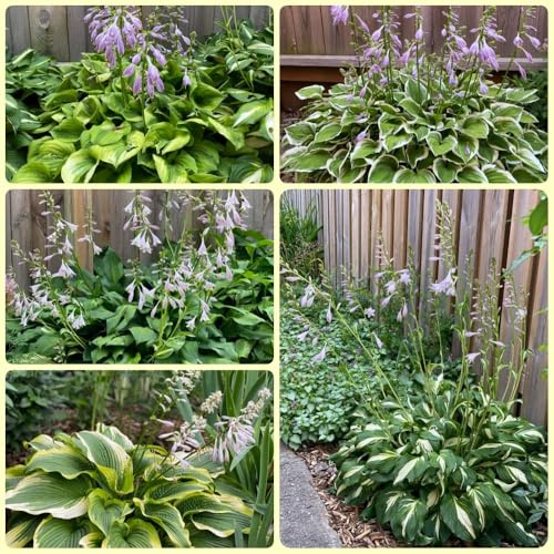 Semi di Hosta, semi di varietà antiche, semi Hosta plantaginea da esterno esotiche 500pcs