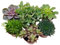 Assortiment de plantes succulentes en pot de 9 cm Kit de démarrage