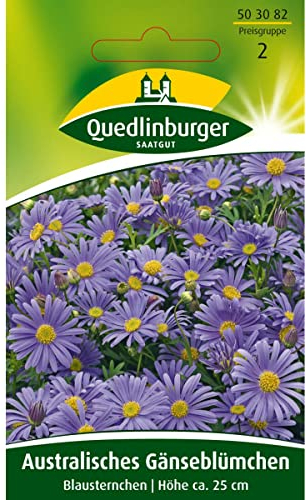 Australisches Gänseblümchen, Blausternchen