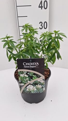 Choisya ternata 'Greenfingers' – Immergrüner Orangenblumen-Strauch | Duftender Zierstrauch, Bienenfreundlich & pflegeleicht | 30–50 cm für Garten, Terrasse & Kübel