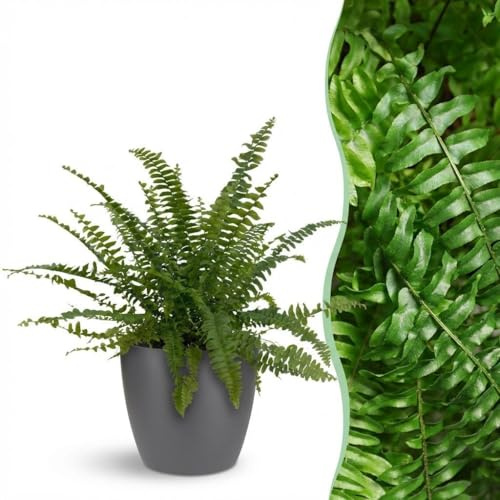 Nephrolepsis exaltata Green Lady - Felce - Pianta adatta agli animali domestici - Verde - 4 piante - con Vaso Grigio - 25cm - Ø12cm - Pianta d'appartamento - Set completo - Pianta con vaso