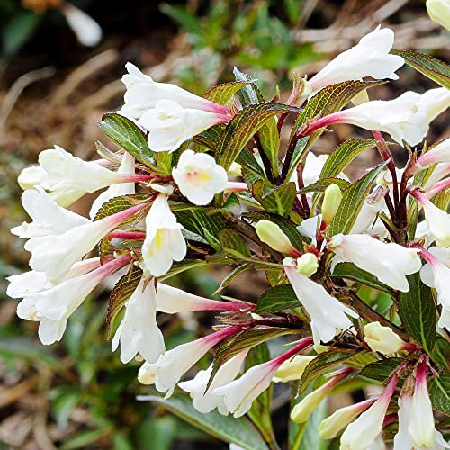 Weigela Black and White - Old Fashioned Weigela | Deciduous Potted Garden Shrub for Sale (15-30cm Incl. Pot)