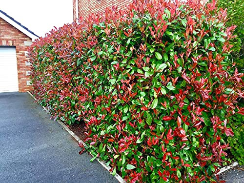 Photinia planta arbusto (Pack 10 und) de Viveros la Berrocosa en maceta M-13 Altura aprox. 30cm