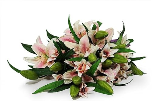 KaBloom PRIME ORVERNIGHT DELIVERY - Whispers of Hope Bouquet of 13 Pink stargazer lily without vase.Gift for Birthday, Sympathy, Anniversary, Get Well,