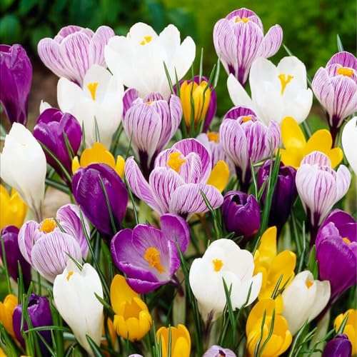Crocus Bulbes Géants Mix - 200 Bulbes de Fleurs à Planter Exterieur - Plantes Vivaces Exterieur - Rustique - Naturelle Plantes (pas de graines, non artificielle)