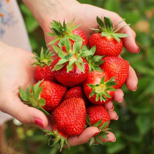 Erdbeerpflanzen 'Florence' krankheitsresistente Erdbeere ab März - Set mit 10 Pflanzen ERDBEEREN - Mehrjährig Frostbeständig, Sommerertrag für Garten und Balkon
