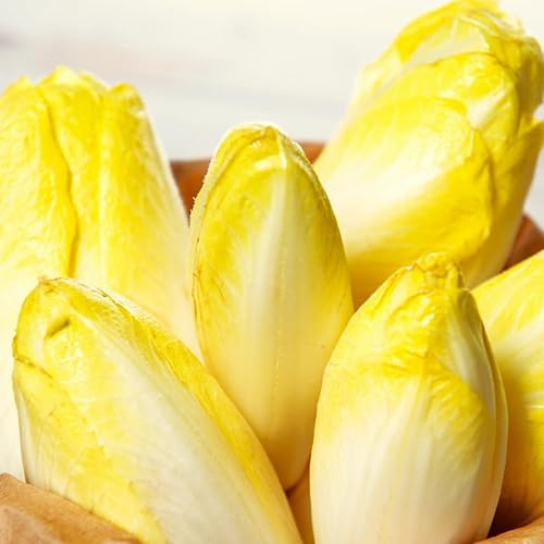 TomorrowSeeds - Belgian Endive (Witloof Chicory) Seeds - 1000+ Count - for 2026 Planting Pale Yellow White Leaf French Brussels Witlof Bitter Radicchio Vegetable Grow Your Own Home Farm Patio Healthy