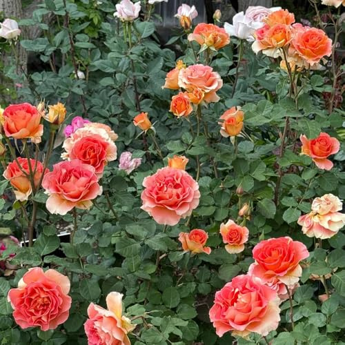 semillas de rosal, de exterior resistentes decoración jardín arbustos jardín rocas semillas silvestres arbustos rápido crecimiento 450pcs