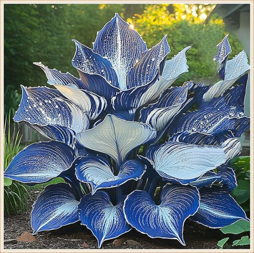 Vitali,Naturali,Freschi,decorazione,Midnight Blue,Compatti,Robusti Hosta.-4cipolle-I