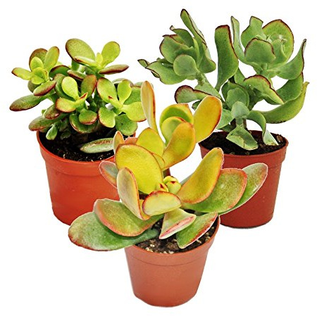exotenherz - Geldbaum-Set, 3 espèces différentes de Crassula dans un pot de 12 cm