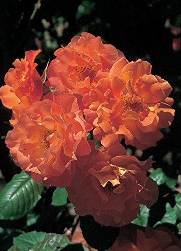 Rose Westerland ® Strauchrose mit ADR Auszeichnung Blüten-Farbe Orange-Gelb ? Winterharte Blume mit starkem Duft & Pflanzzeit Oktober bis April von Garten Schlüter - Pflanzen in Top Qualität
