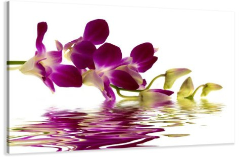 Visario Leinwandbild Orchidee 80x60 cm 4132 Blumen Bild auf Leinwand mit Holzrahmen moderne Wanddekoration Natur Blütenmotiv Wandbild für Wohnzimmer Schlafzimmer Büro fertig aufgespannt Kunstdruck Nr
