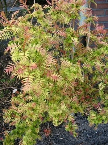 sibirische Fiederspiere Sorbaria sorbifolia Sem -R- 30-40 cm hoch 3 L Topf | Winterhart, bienenfreundlich & pflegeleicht – mit dekorativem Laub und leuchtenden Farben als Blickfang im Garten