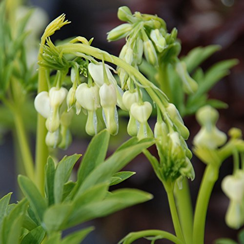 GARTEN SCHLÜTER® Tränendes Herz Alba - Dicentra Spectabilis - Topf | Pflanze winterhart mit herzförmiger Blüte -Herzblume