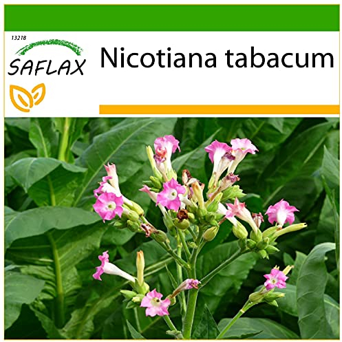 SAFLAX - Tabaco de Virginia - 250 semillas - Con sustrato estéril para cultivo - Nicotiana tabacum
