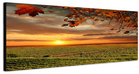 Herbst Toskana Laub Abendsonne 150x50cm Breitbild als Panorama auf Leinwand und Keilrahmen fertig zum aufhängen