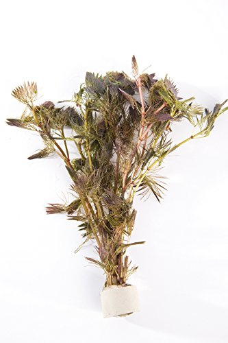 3 Bunde Cabomba piauhyensis rote Haarnixe
