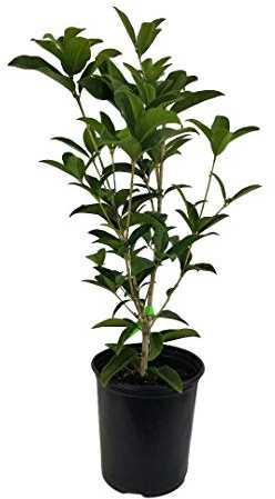 Fragrant Tea Olive ( osmanthus fragrans ) - Trade Gallon