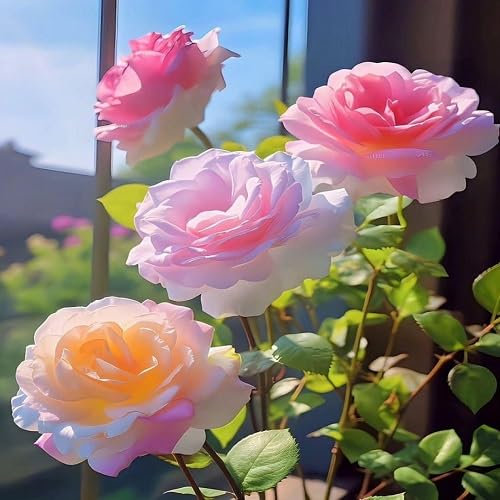 Graines de rosier blanc 100 pièces