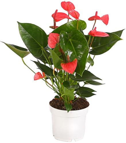 Dehner Große Flamingoblume - Anthurie, pink-farbene Blüten, ca. 30-35 cm, Ø Topf 12 cm, Zimmerpflanze