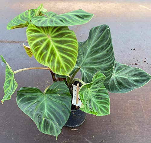 POWERS TO FLOWERS - PHILODENDRON, PHYLODENDRON, MONSTERA VERRUCOSUM, pianta vera