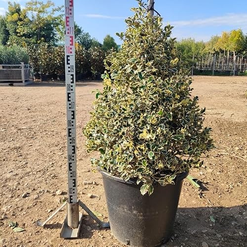 Pianta Agrifoglio Variegato - Ilex Aquifolium